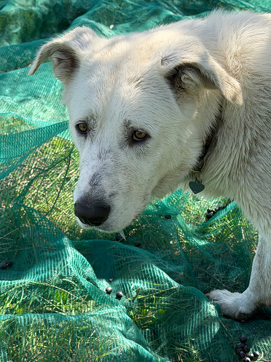 Podere Buriano Monterotondo Marittimo Toskana